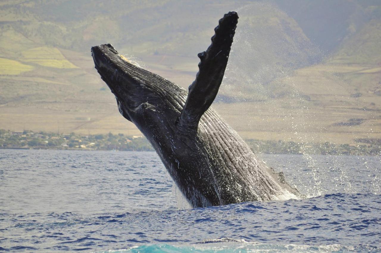 Honua Kai 322 Villa Lahaina Exteriör bild